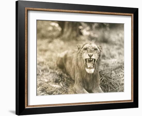 Lion's Roar-null-Framed Photo