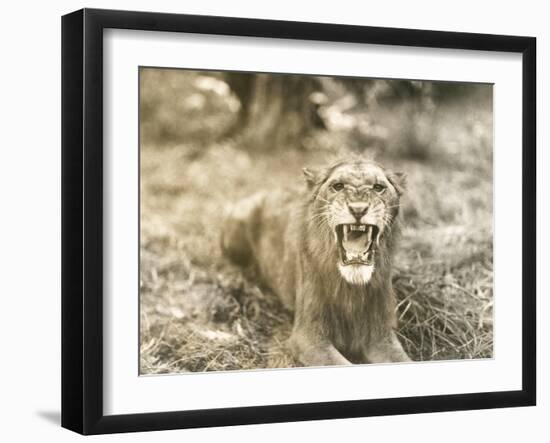 Lion's Roar-null-Framed Photo