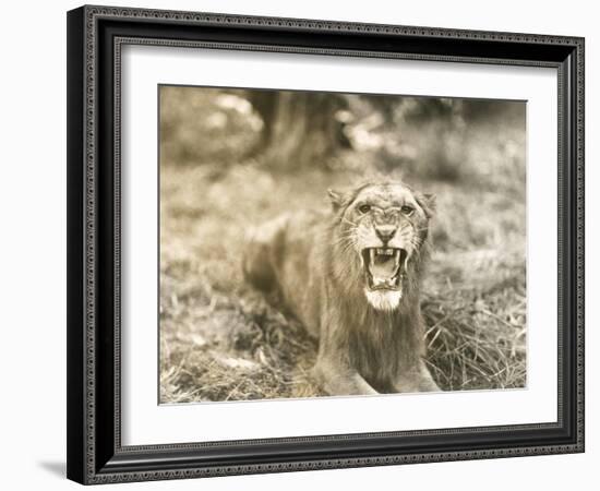 Lion's Roar-null-Framed Photo