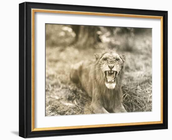 Lion's Roar-null-Framed Photo