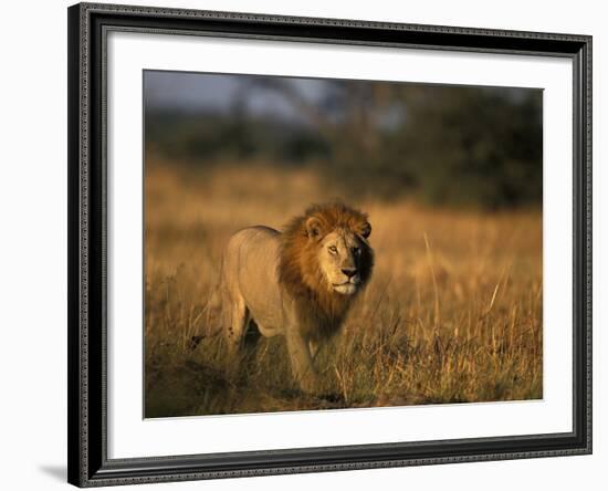 Lion, Savuti Marsh, Chobe National Park, Botswana-Paul Souders-Framed Photographic Print