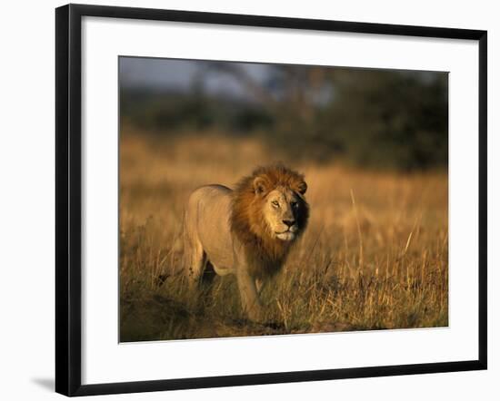 Lion, Savuti Marsh, Chobe National Park, Botswana-Paul Souders-Framed Photographic Print
