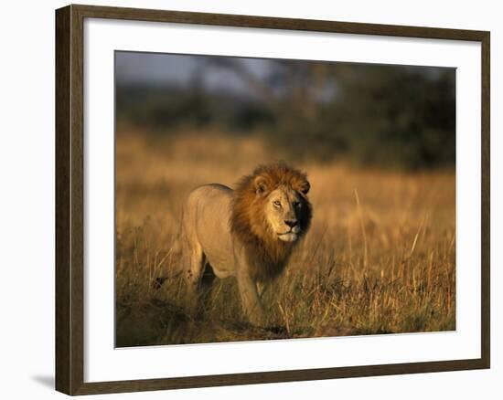 Lion, Savuti Marsh, Chobe National Park, Botswana-Paul Souders-Framed Photographic Print