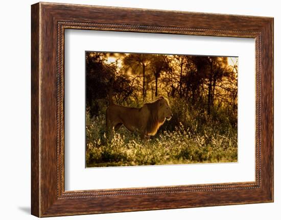 Lion scent marking its territory at dawn, Tanzania-Nick Garbutt-Framed Photographic Print