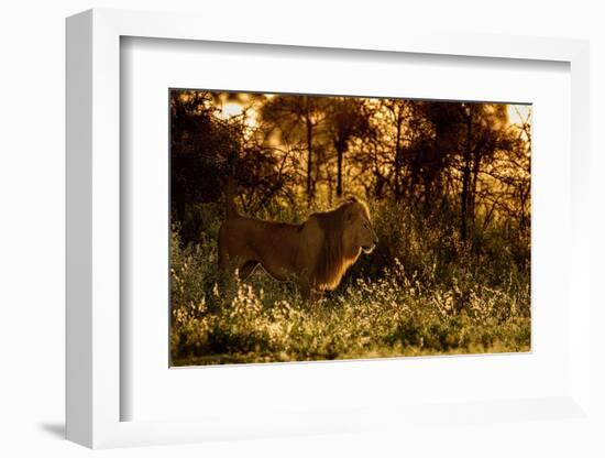 Lion scent marking its territory at dawn, Tanzania-Nick Garbutt-Framed Photographic Print