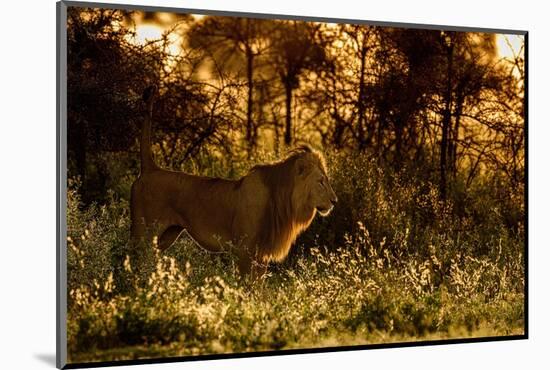 Lion scent marking its territory at dawn, Tanzania-Nick Garbutt-Mounted Photographic Print