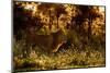 Lion scent marking its territory at dawn, Tanzania-Nick Garbutt-Mounted Photographic Print