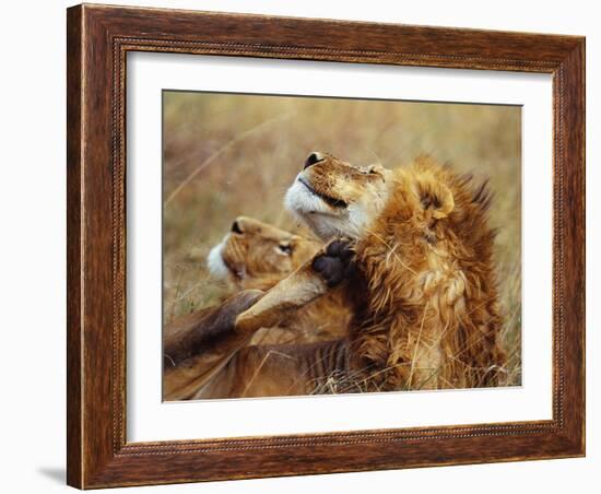 Lion Scratching Neck with Paw-George Lepp-Framed Photographic Print