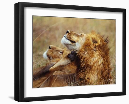 Lion Scratching Neck with Paw-George Lepp-Framed Photographic Print