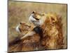 Lion Scratching Neck with Paw-George Lepp-Mounted Photographic Print