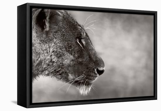 Lion Side View-Donvanstaden-Framed Stretched Canvas