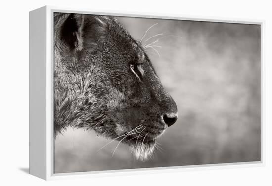 Lion Side View-Donvanstaden-Framed Stretched Canvas