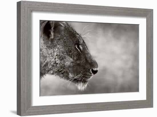 Lion Side View-Donvanstaden-Framed Art Print