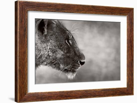 Lion Side View-Donvanstaden-Framed Art Print