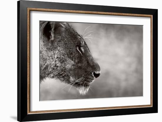 Lion Side View-Donvanstaden-Framed Art Print