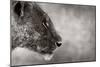 Lion Side View-Donvanstaden-Mounted Art Print