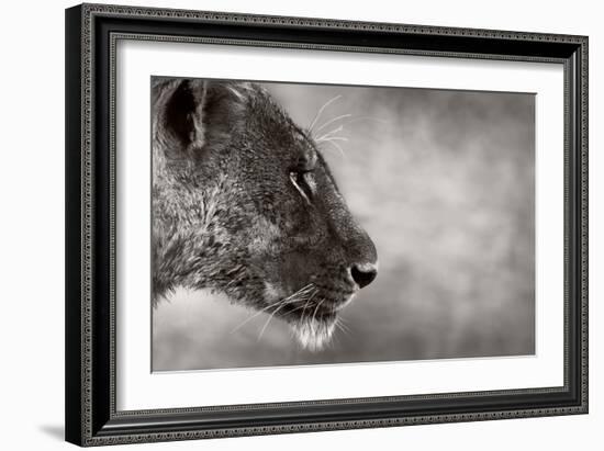 Lion Side View-Donvanstaden-Framed Art Print