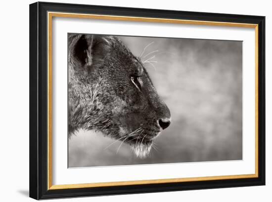 Lion Side View-Donvanstaden-Framed Art Print