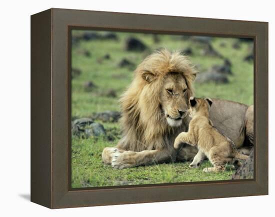Lion Single Male Playing with Cub-null-Framed Premier Image Canvas
