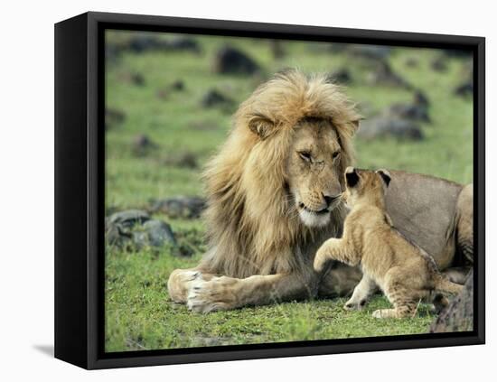 Lion Single Male Playing with Cub-null-Framed Premier Image Canvas