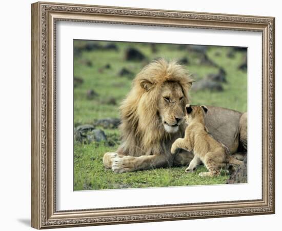 Lion Single Male Playing with Cub-null-Framed Photographic Print