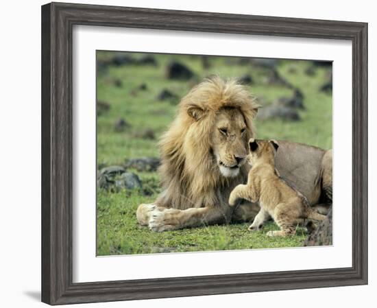 Lion Single Male Playing with Cub-null-Framed Photographic Print