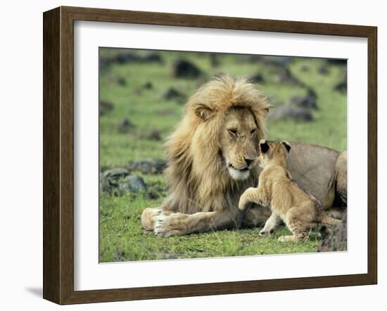 Lion Single Male Playing with Cub-null-Framed Photographic Print