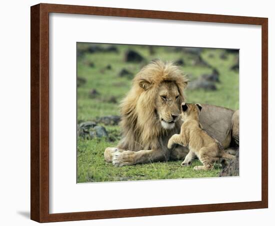 Lion Single Male Playing with Cub-null-Framed Photographic Print