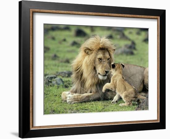 Lion Single Male Playing with Cub-null-Framed Photographic Print