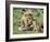 Lion Single Male Playing with Cub-null-Framed Photographic Print