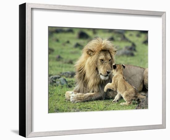 Lion Single Male Playing with Cub-null-Framed Photographic Print