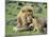 Lion Single Male Playing with Cub-null-Mounted Photographic Print