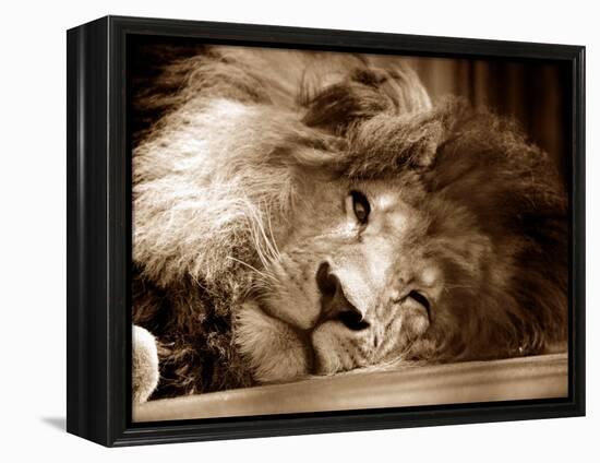 Lion Sleeping at Whipsnade Zoo Asleep One Eye Open, March 1959-null-Framed Premier Image Canvas