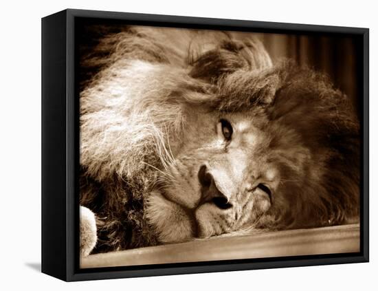Lion Sleeping at Whipsnade Zoo Asleep One Eye Open, March 1959-null-Framed Premier Image Canvas