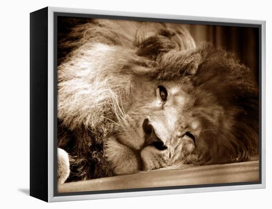 Lion Sleeping at Whipsnade Zoo Asleep One Eye Open, March 1959-null-Framed Premier Image Canvas