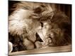 Premium Photographic Print
