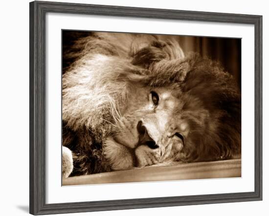 Lion Sleeping at Whipsnade Zoo Asleep One Eye Open, March 1959-null-Framed Photographic Print