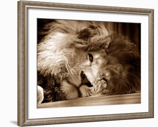 Lion Sleeping at Whipsnade Zoo Asleep One Eye Open, March 1959--Framed Photographic Print