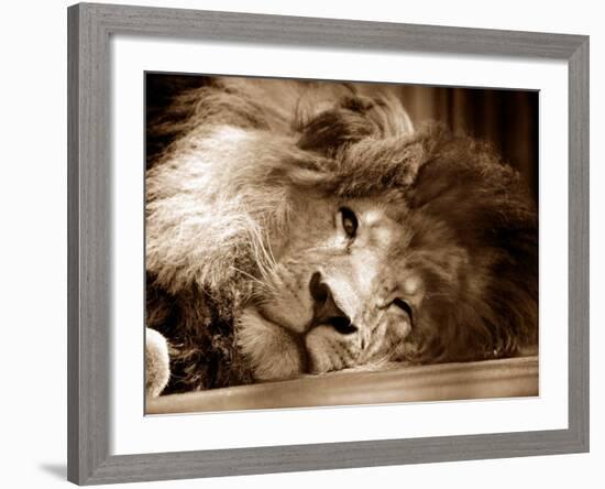 Lion Sleeping at Whipsnade Zoo Asleep One Eye Open, March 1959-null-Framed Photographic Print