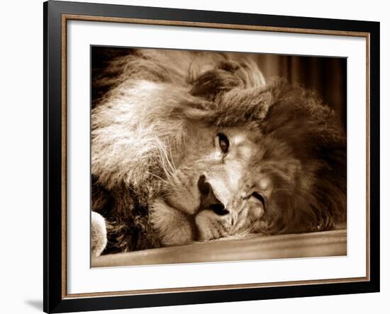 Lion Sleeping at Whipsnade Zoo Asleep One Eye Open, March 1959--Framed Photographic Print