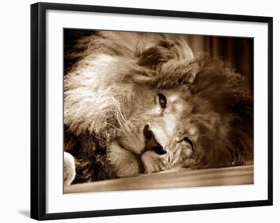 Lion Sleeping at Whipsnade Zoo Asleep One Eye Open, March 1959--Framed Photographic Print