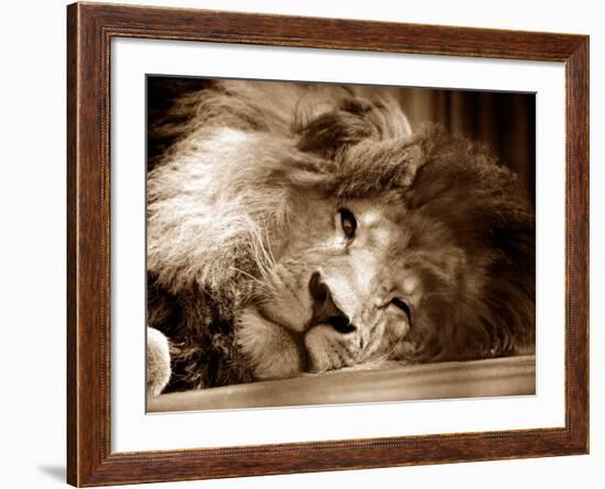 Lion Sleeping at Whipsnade Zoo Asleep One Eye Open, March 1959-null-Framed Photographic Print