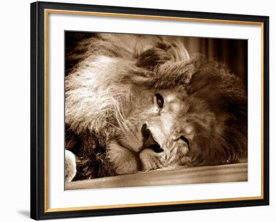 Lion Sleeping at Whipsnade Zoo Asleep One Eye Open, March 1959--Framed Photographic Print