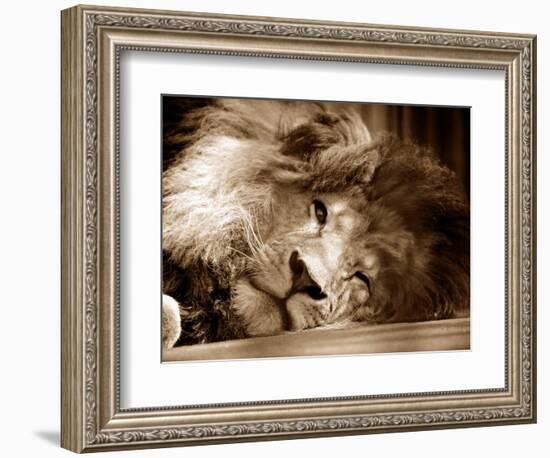 Lion Sleeping at Whipsnade Zoo Asleep One Eye Open, March 1959-null-Framed Photographic Print