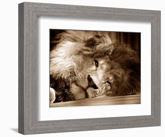 Lion Sleeping at Whipsnade Zoo Asleep One Eye Open, March 1959-null-Framed Photographic Print