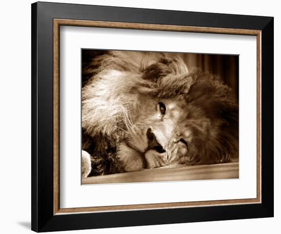 Lion Sleeping at Whipsnade Zoo Asleep One Eye Open, March 1959-null-Framed Photographic Print