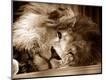 Photographic Print