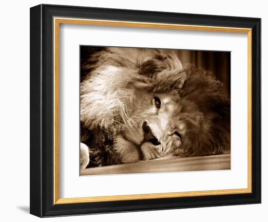 Lion Sleeping at Whipsnade Zoo Asleep One Eye Open, March 1959-null-Framed Photographic Print