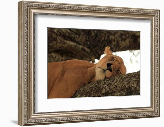 Lion Sleeping in Tree-AndamanSE-Framed Photographic Print