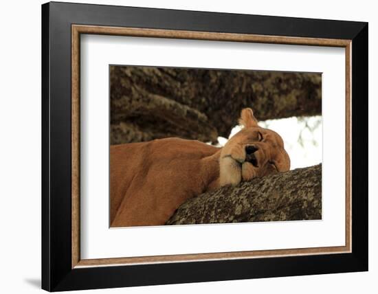 Lion Sleeping in Tree-AndamanSE-Framed Photographic Print